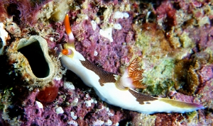 North Sulawesi-2018-DSC03410_rc- Red Gilled Nembrotha - Nembrotha rutilans - Nembrotha Rutilans
